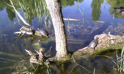 Прикрепленное изображение: 2015-05-19 08-15-08.JPG